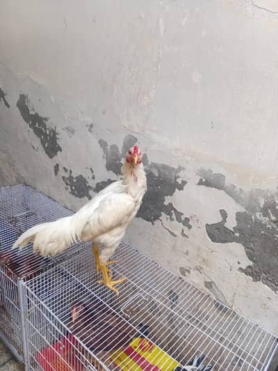 top quality breed