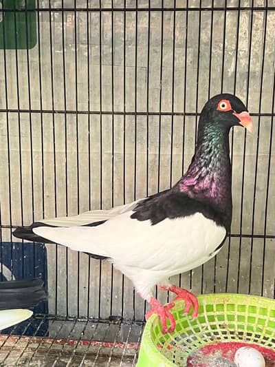 Danish pigeons