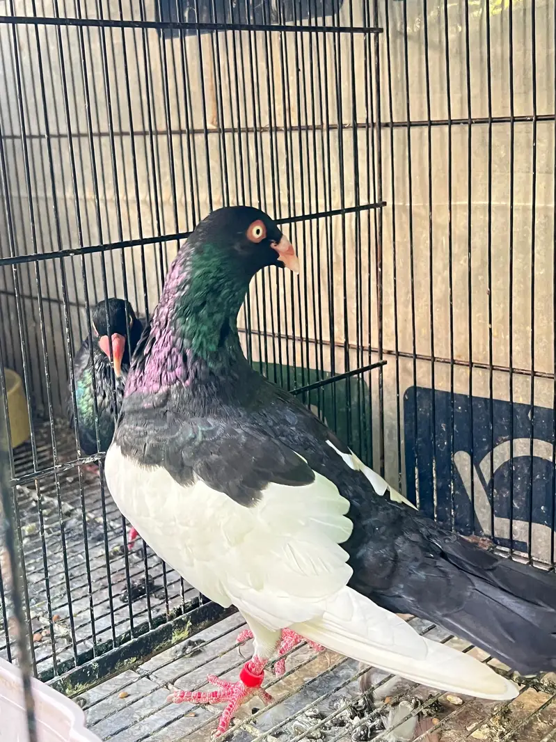 Danish pigeons — photo 2