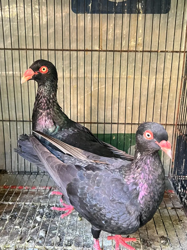 Danish pigeons — photo 3