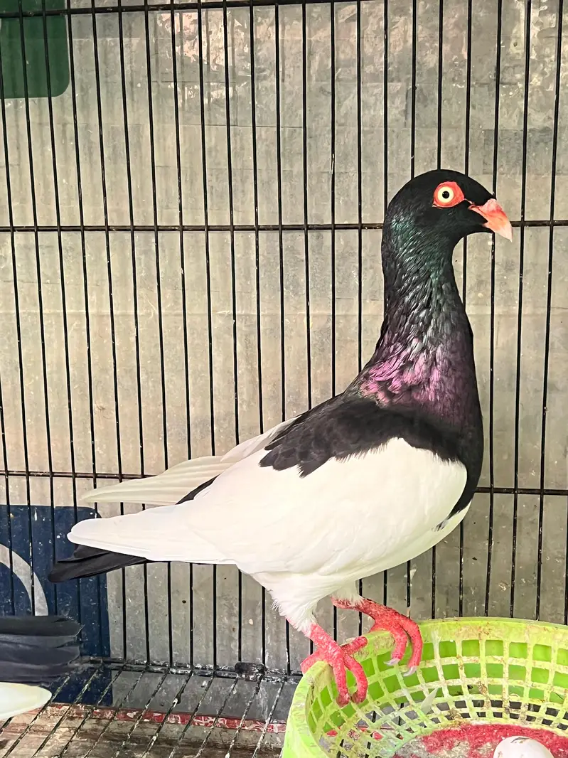 Danish pigeons — photo 4