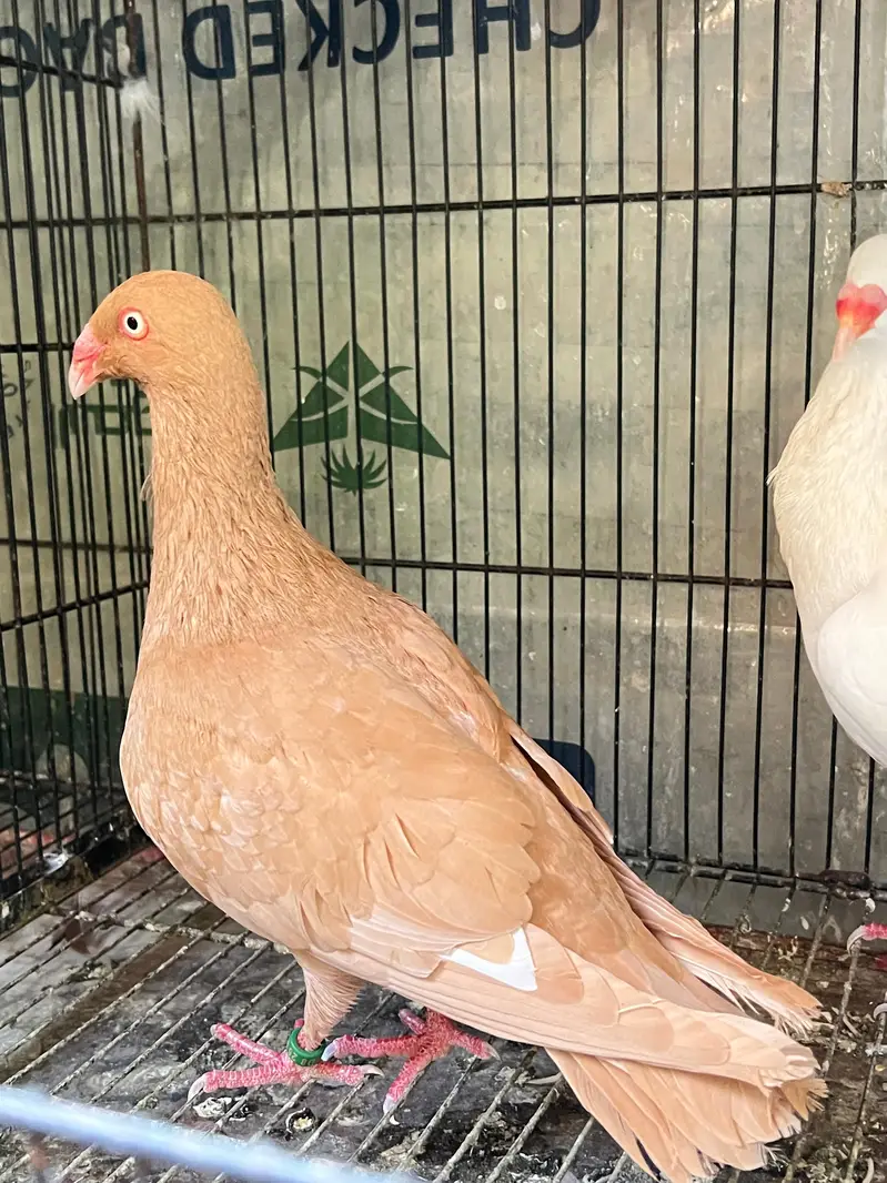 Danish pigeons — photo 5