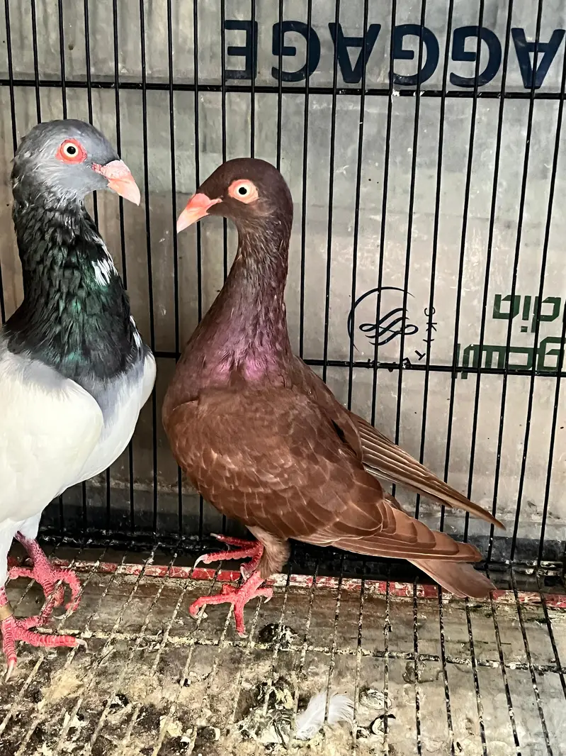 Danish pigeons — photo 6