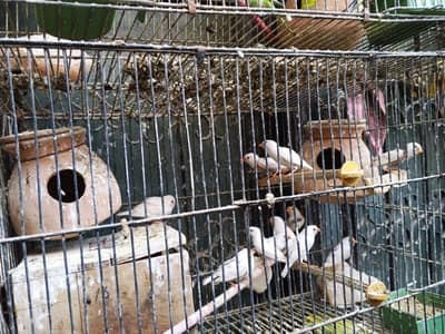 bulk sale with 8 portion cage