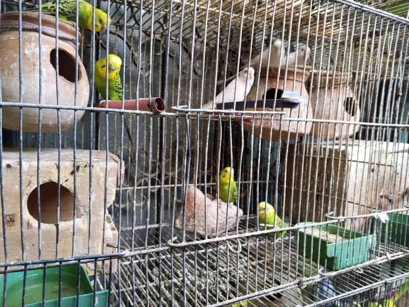 bulk sale with 8 portion cage — photo 2