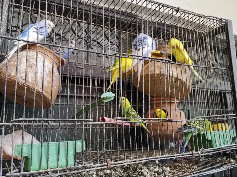 bulk sale with 8 portion cage — photo 3