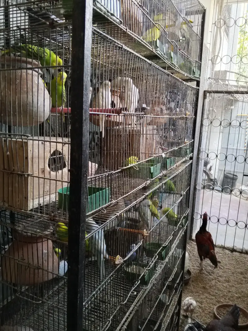bulk sale with 8 portion cage — photo 5