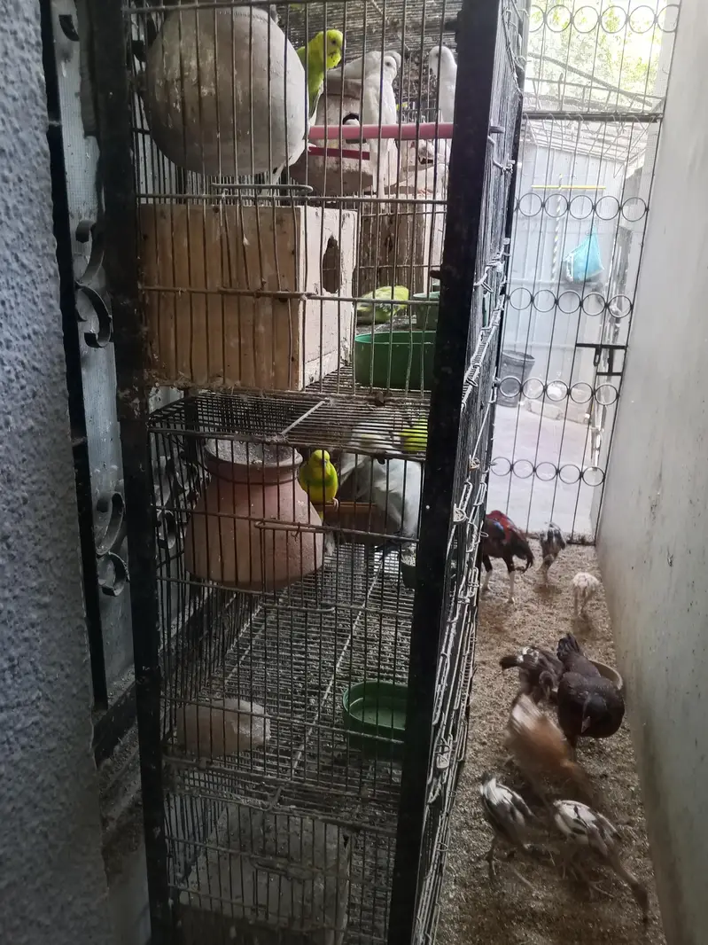 bulk sale with 8 portion cage — photo 6