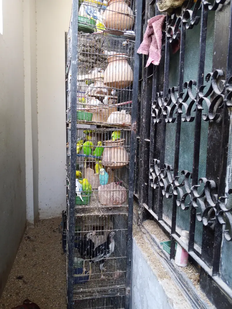 bulk sale with 8 portion cage — photo 7