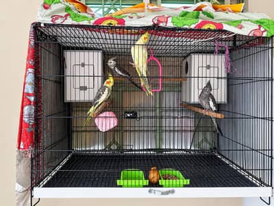 Cocktail adult pairs