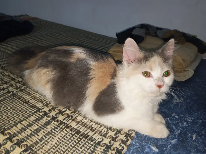 My TikTok I'd pet's zone jhulam online business — photo 3