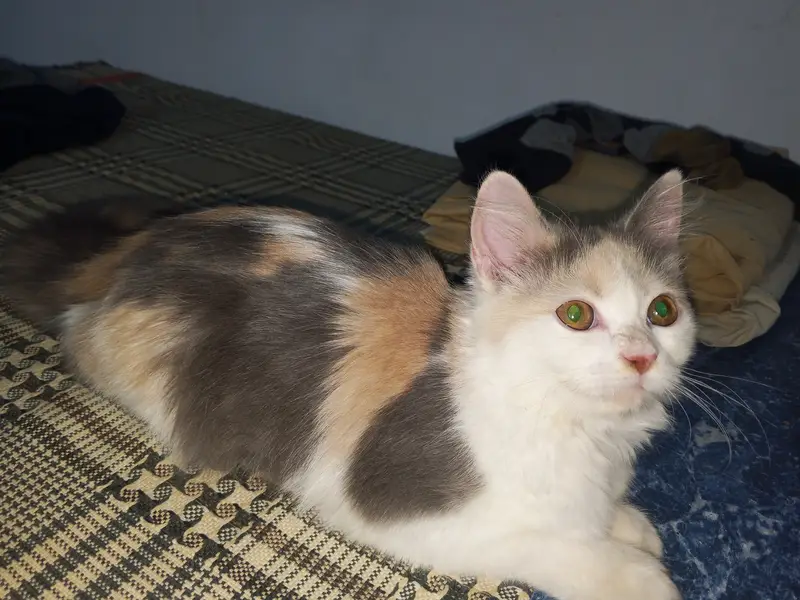 My TikTok I'd pet's zone jhulam online business — photo 4
