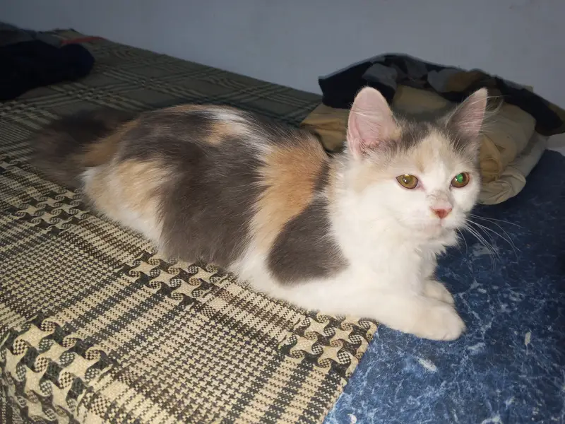 My TikTok I'd pet's zone jhulam online business — photo 5