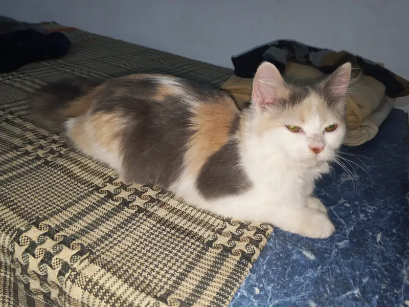My TikTok I'd pet's zone jhulam online business — photo 6