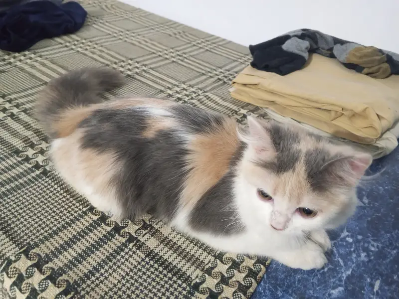 My TikTok I'd pet's zone jhulam online business — photo 7