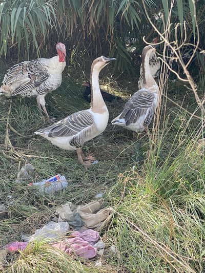 Long Neck Ducks Breeder pair