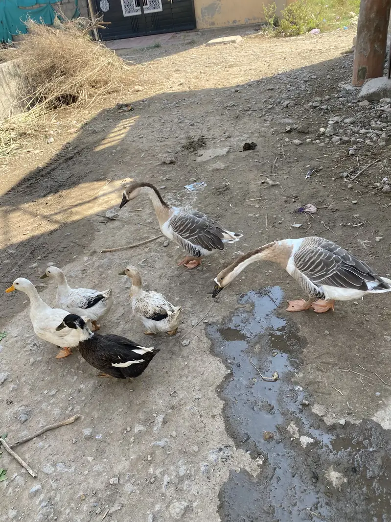 Long Neck Ducks Breeder pair — photo 2