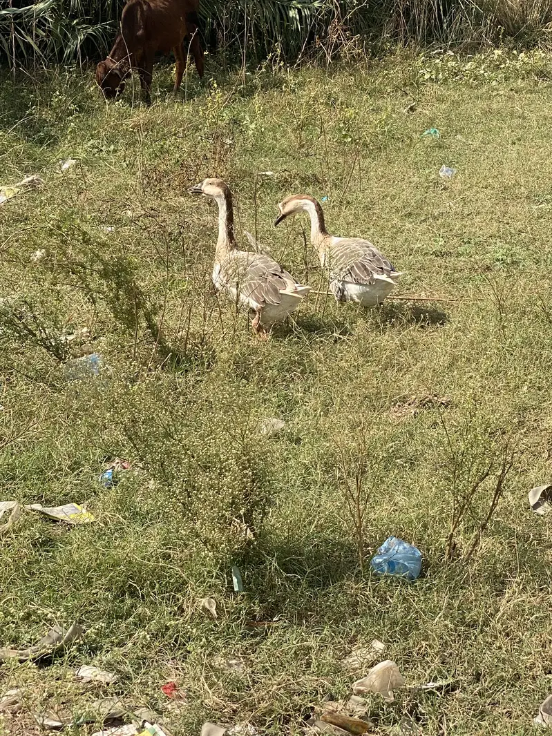 Long Neck Ducks Breeder pair — photo 3