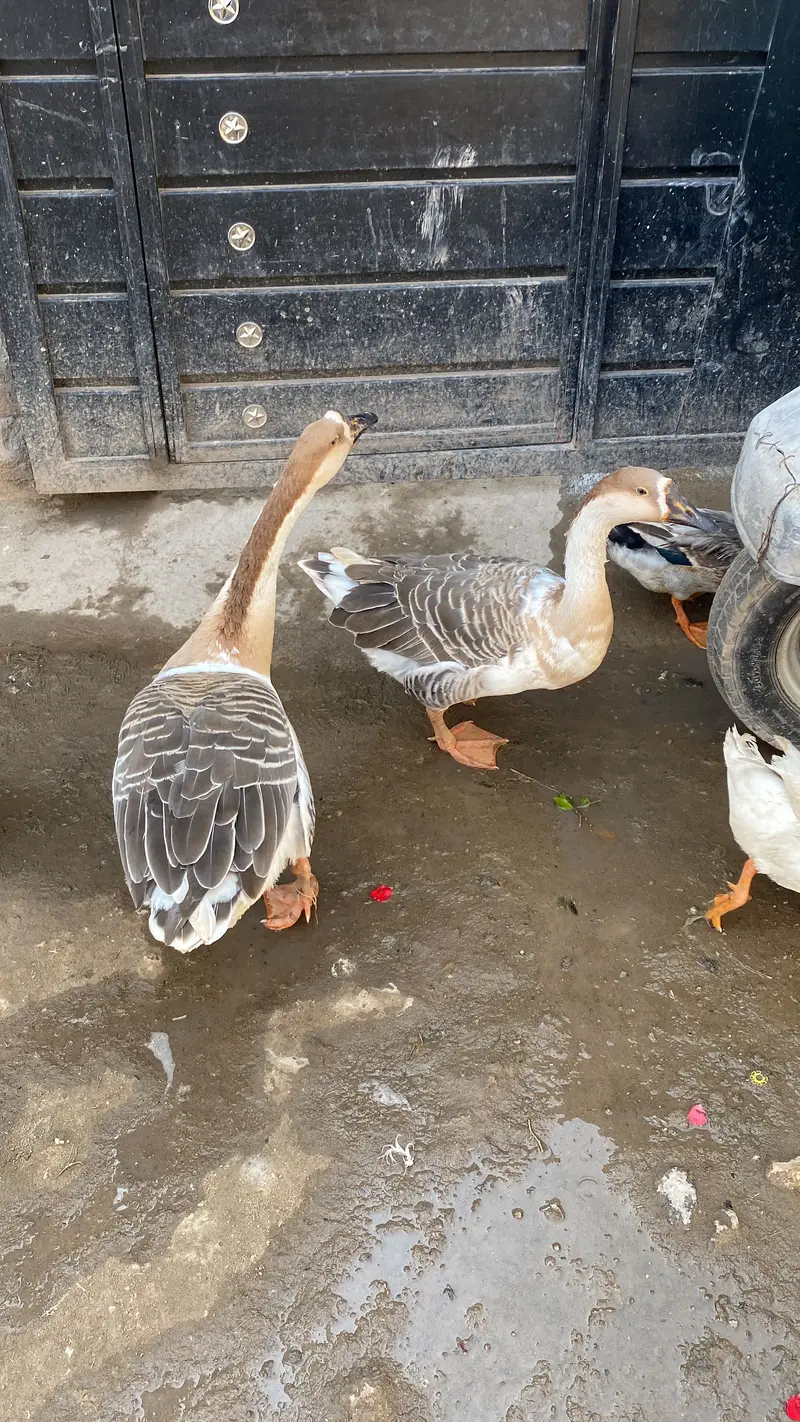 Long Neck Ducks Breeder pair — photo 4