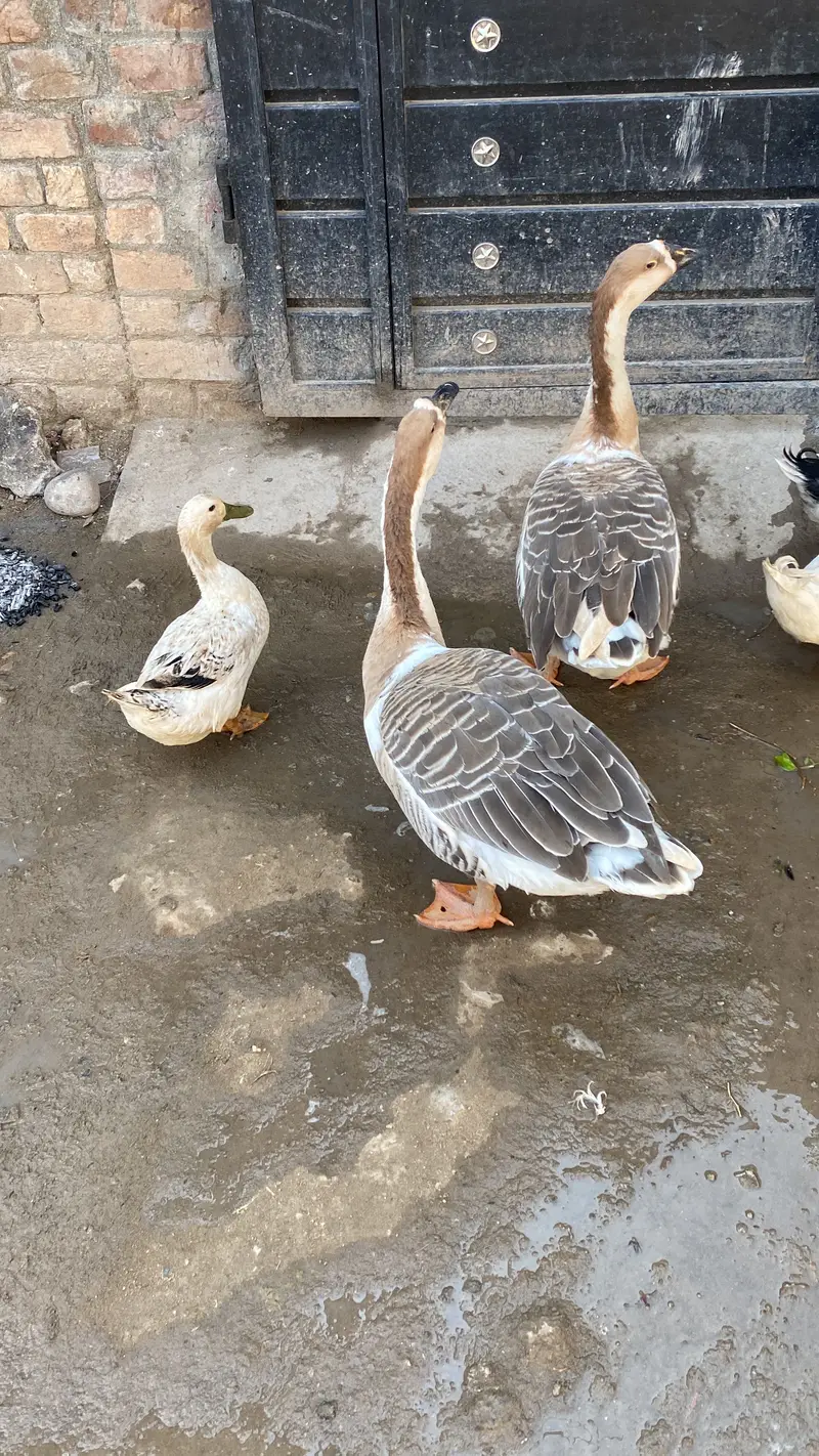 Long Neck Ducks Breeder pair — photo 5