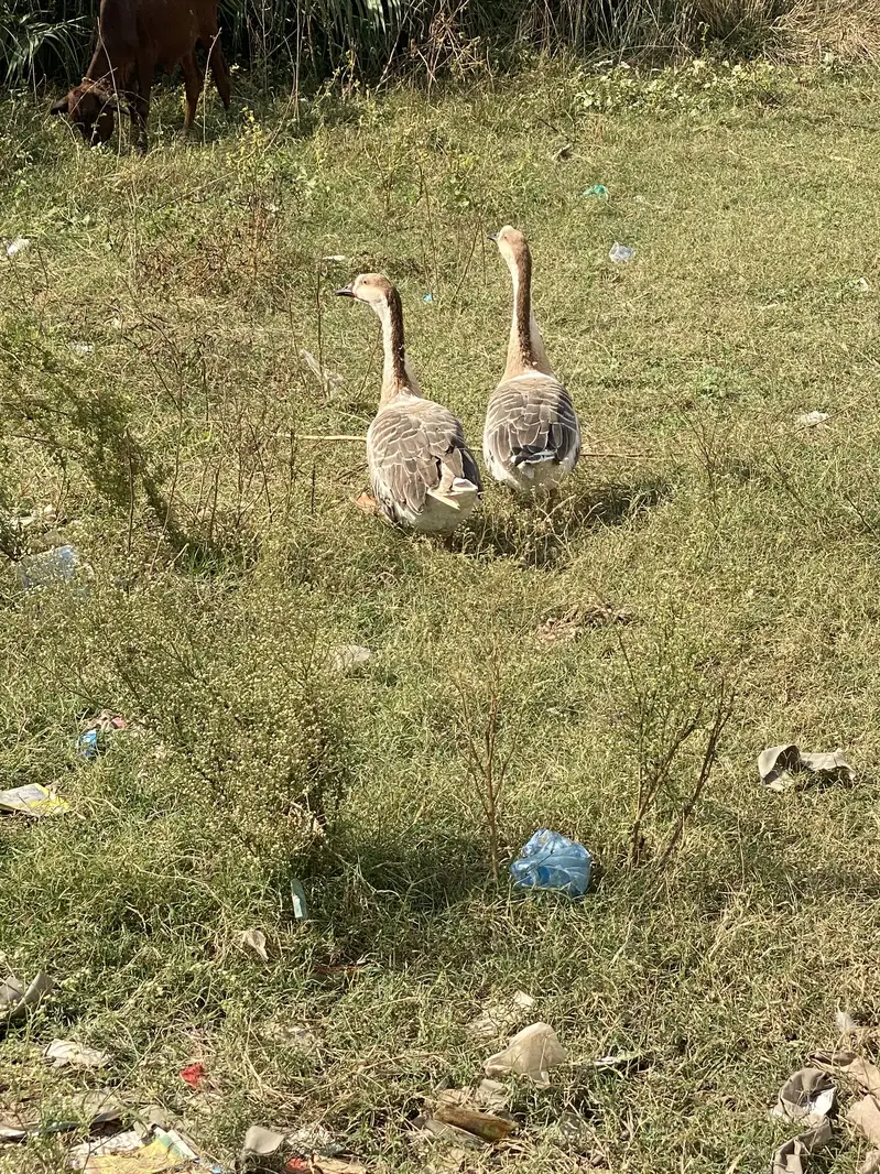 Long Neck Ducks Breeder pair — photo 7