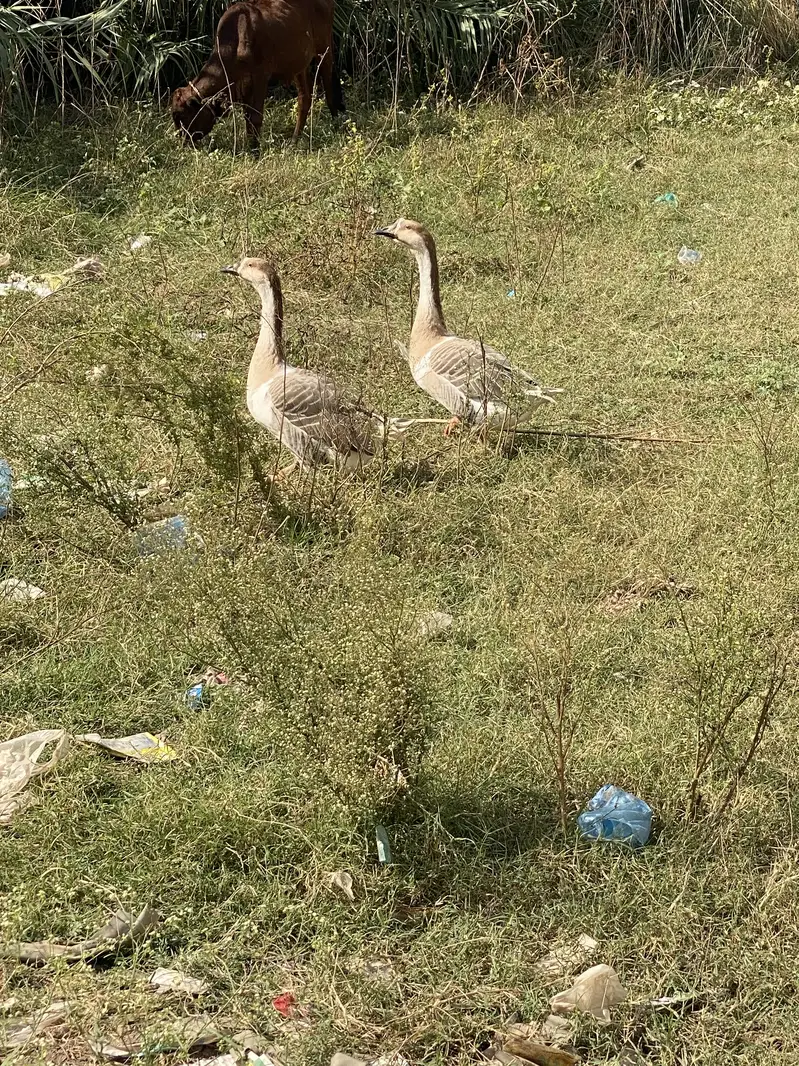 Long Neck Ducks Breeder pair — photo 8