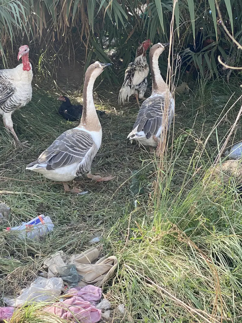 Long Neck Ducks Breeder pair — photo 9