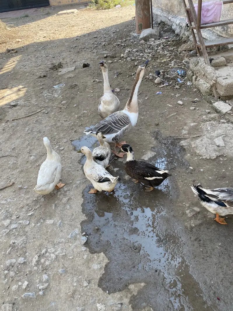 Long Neck Ducks Breeder pair — photo 10