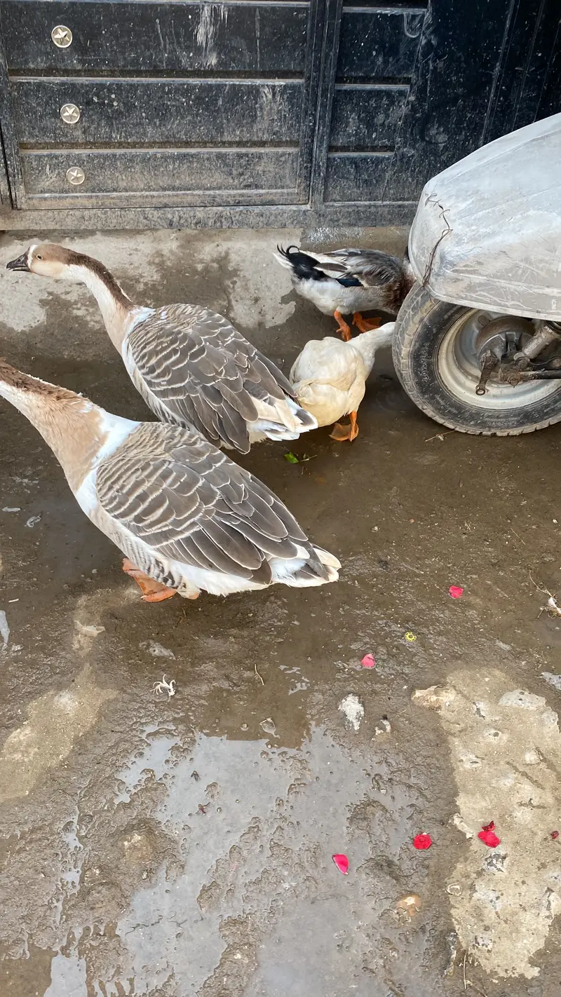 Long Neck Ducks Breeder pair — photo 11