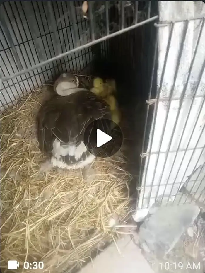 Long Neck Ducks Breeder pair — photo 12