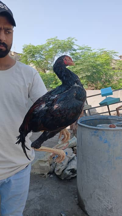 sindhi aseeel long highted