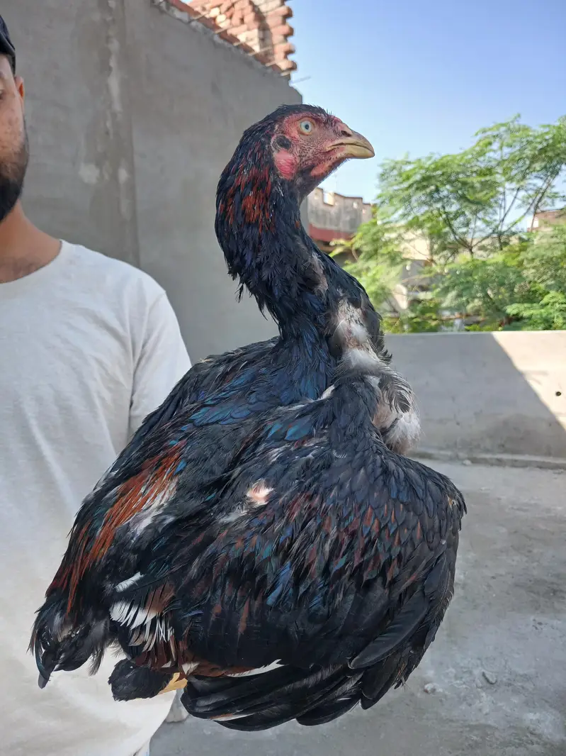 sindhi aseeel long highted — photo 2