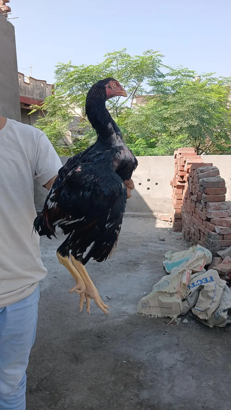 sindhi aseeel long highted — photo 4
