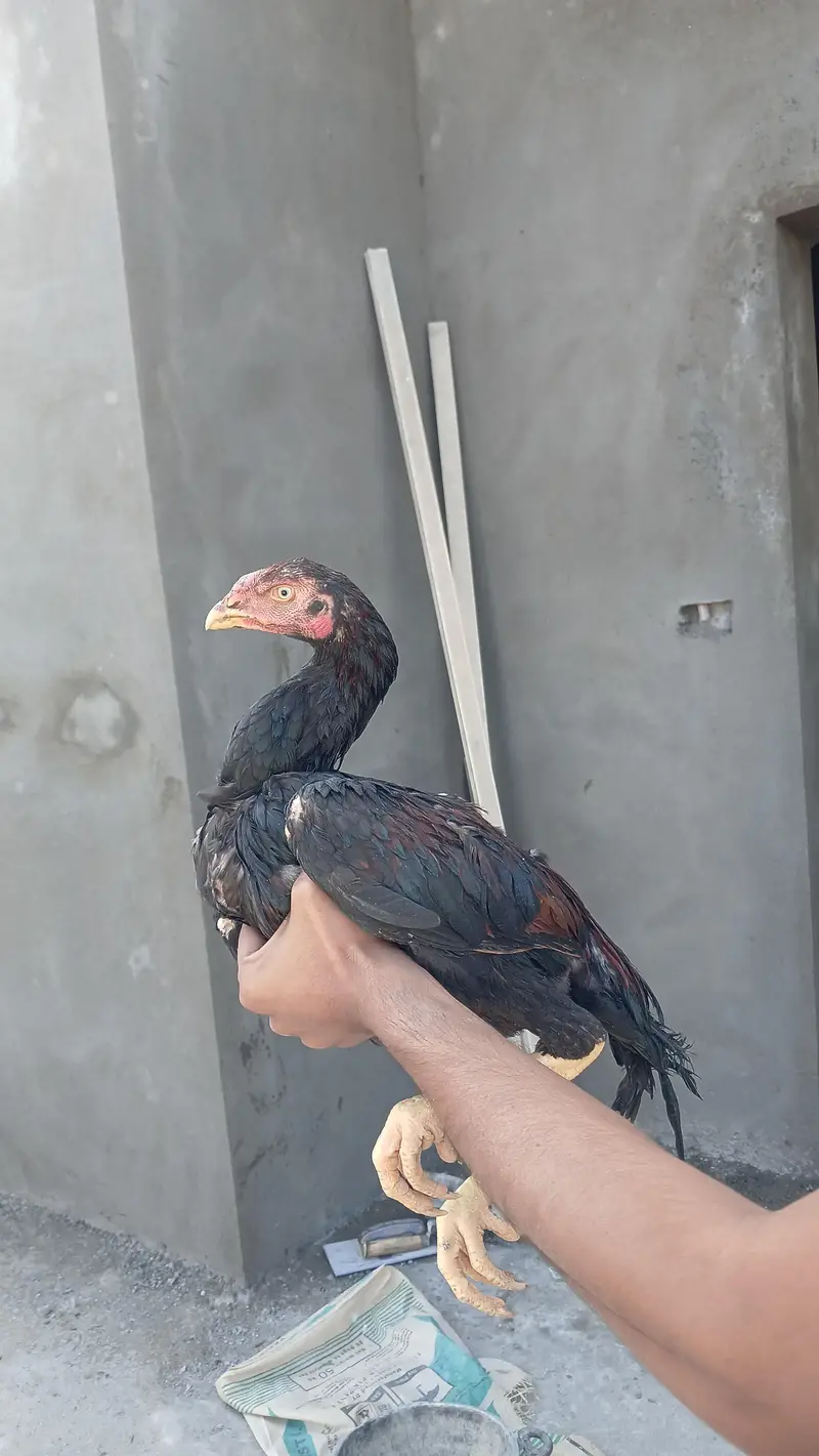sindhi aseeel long highted — photo 5