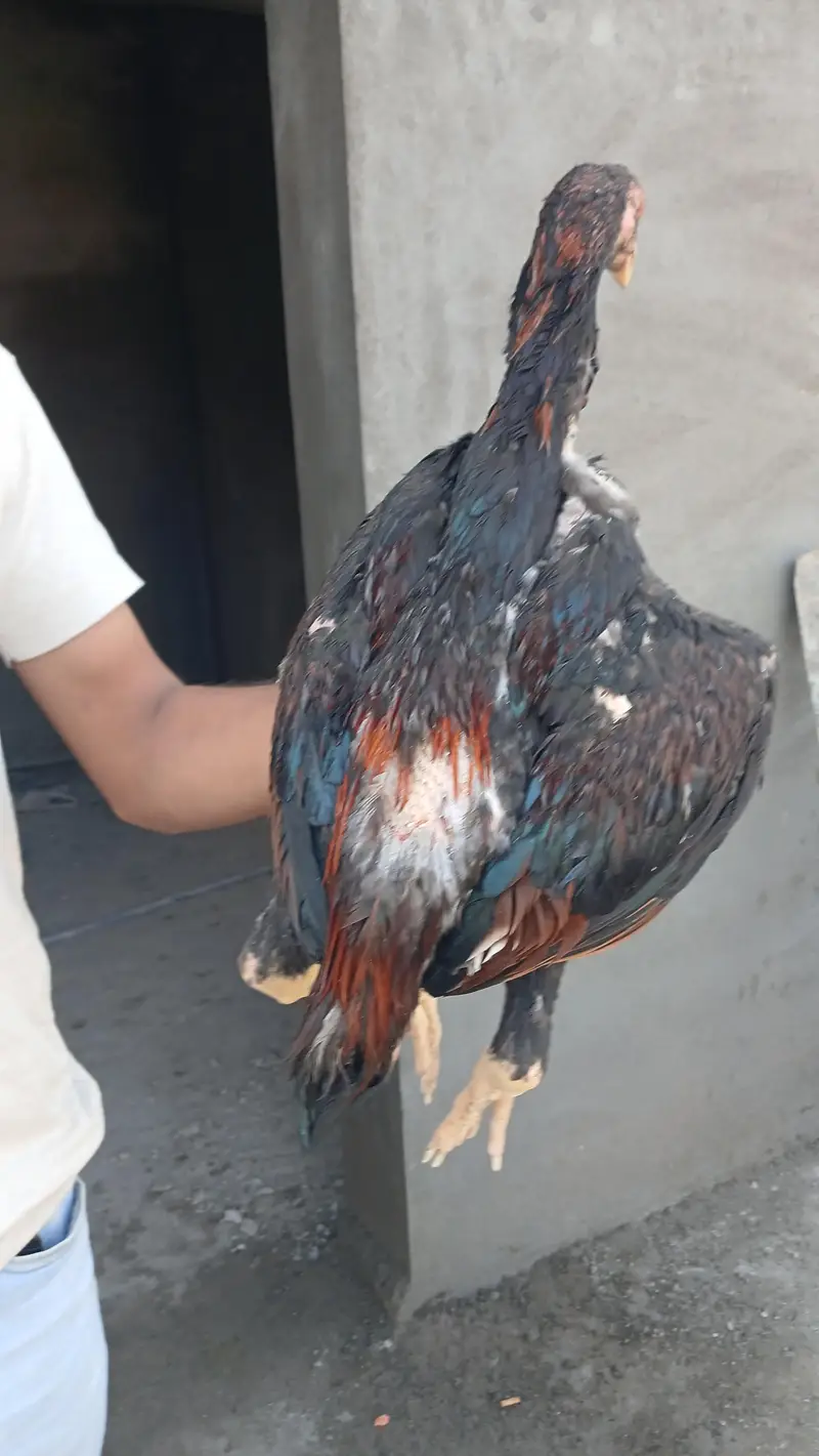 sindhi aseeel long highted — photo 6