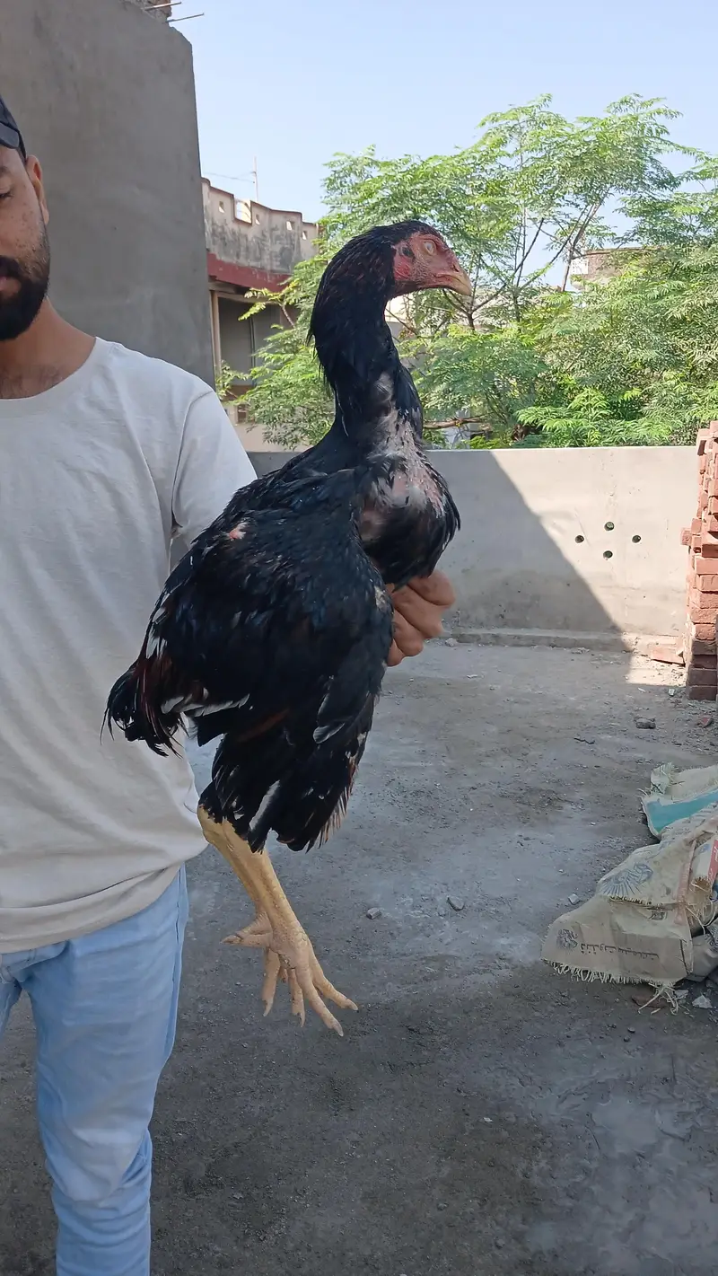 sindhi aseeel long highted — photo 7