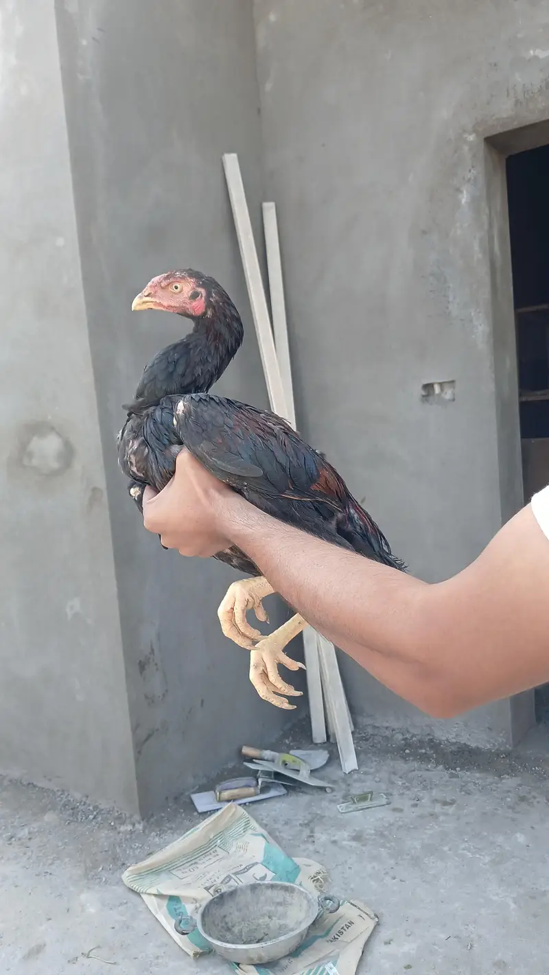sindhi aseeel long highted — photo 8