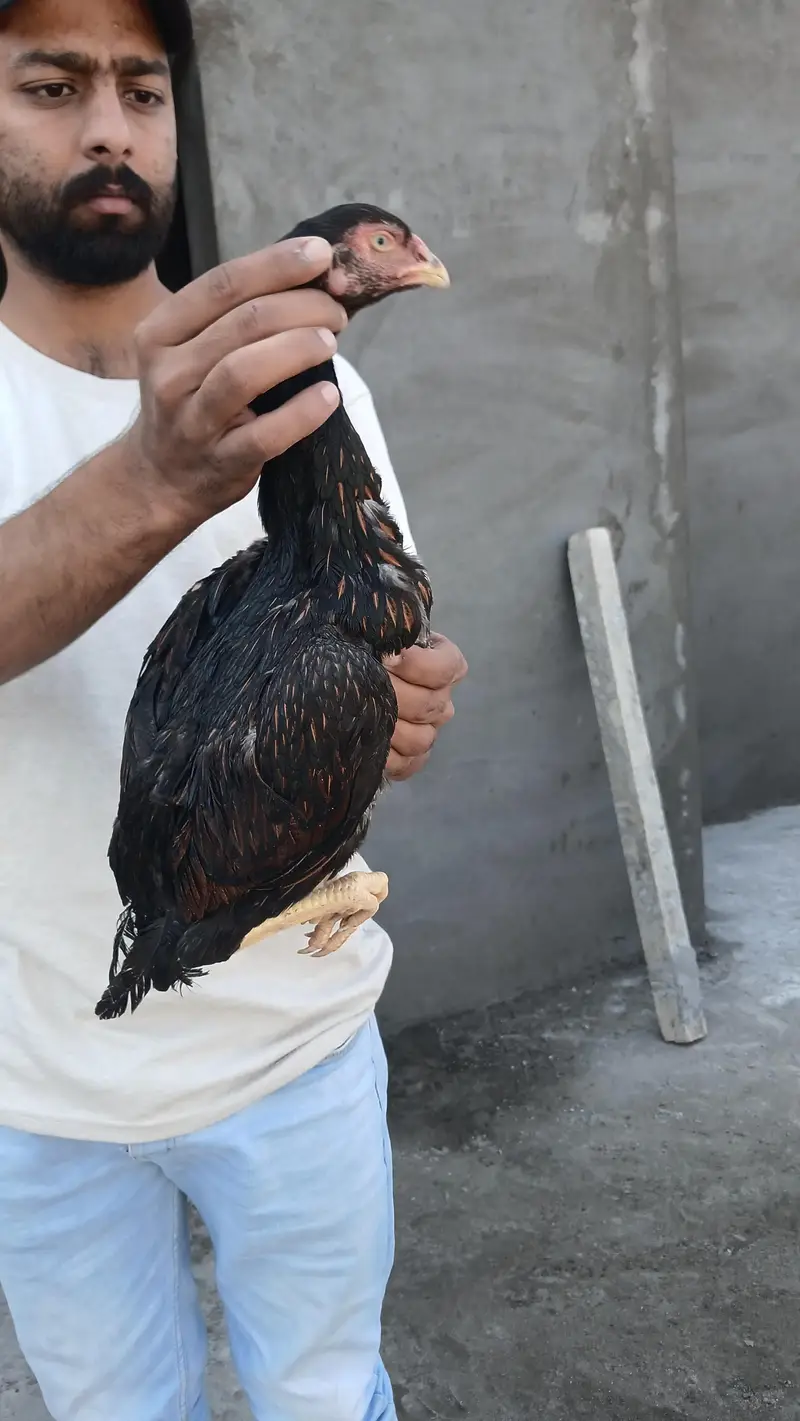 sindhi aseeel long highted — photo 9