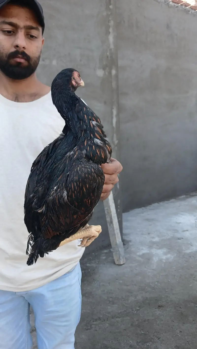 sindhi aseeel long highted — photo 10
