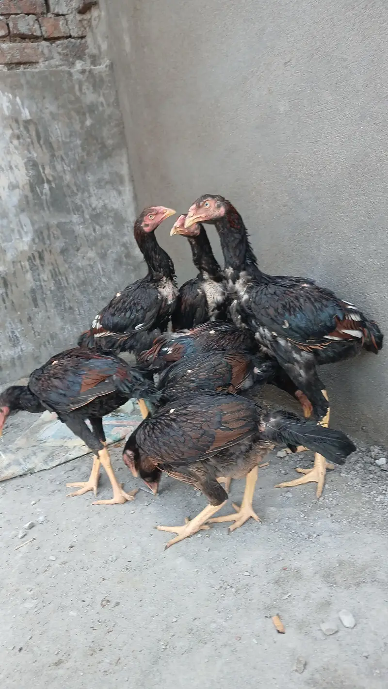 sindhi aseeel long highted — photo 11