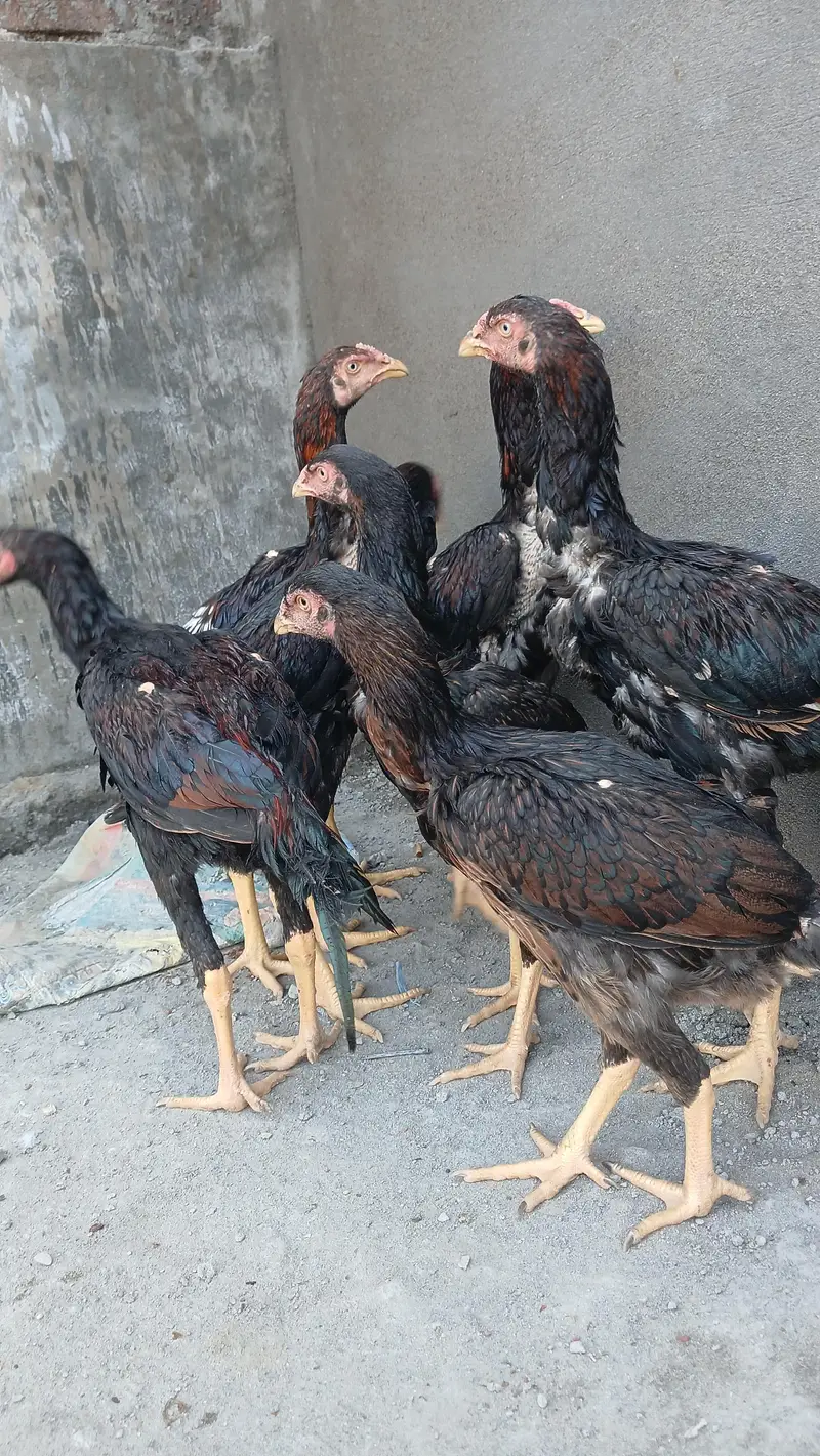 sindhi aseeel long highted — photo 12