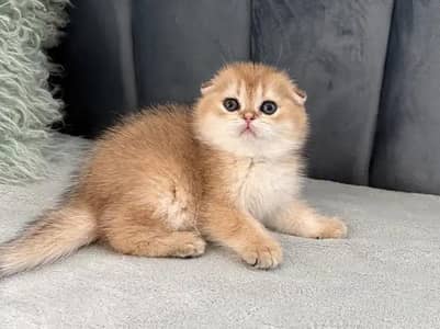 SCOTTISH FOLD GOLD AND SILVER KITTEN