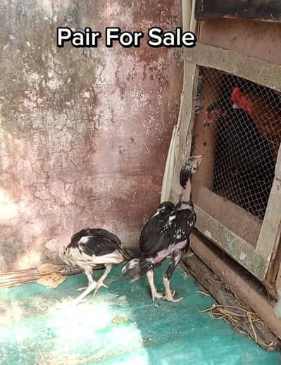 Hera Aseel Chick Pair For Sale  / A1 Quality