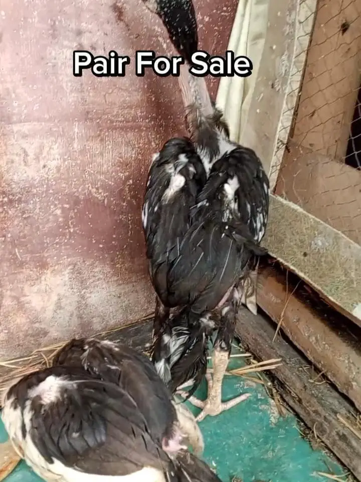 Hera Aseel Chick Pair For Sale  / A1 Quality — photo 2