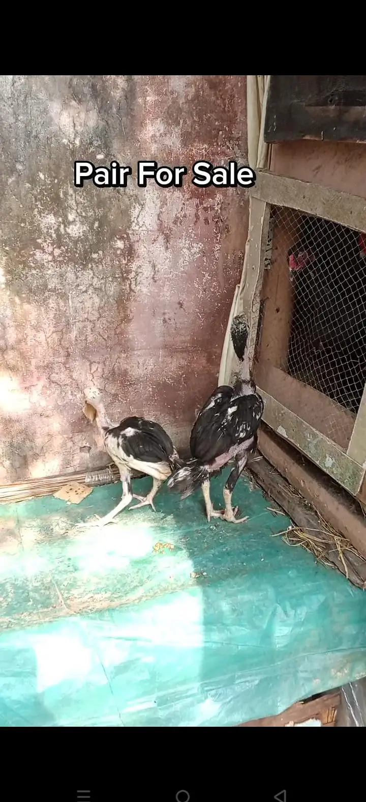 Hera Aseel Chick Pair For Sale  / A1 Quality — photo 3
