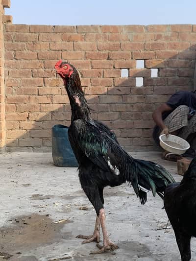 Hight quality ma pair ha sath9 eggs ha wsp nbr03055020413