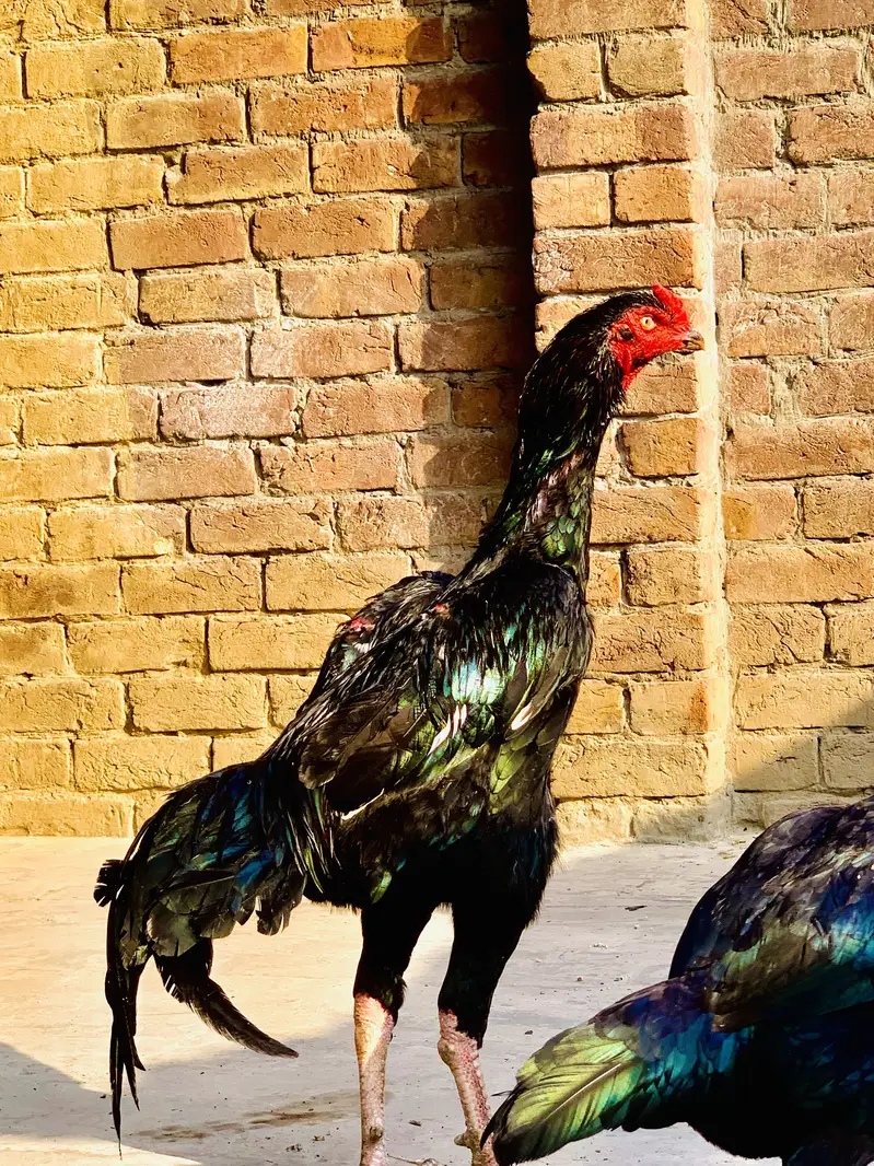 Hight quality ma pair ha sath9 eggs ha wsp nbr03055020413 — photo 2