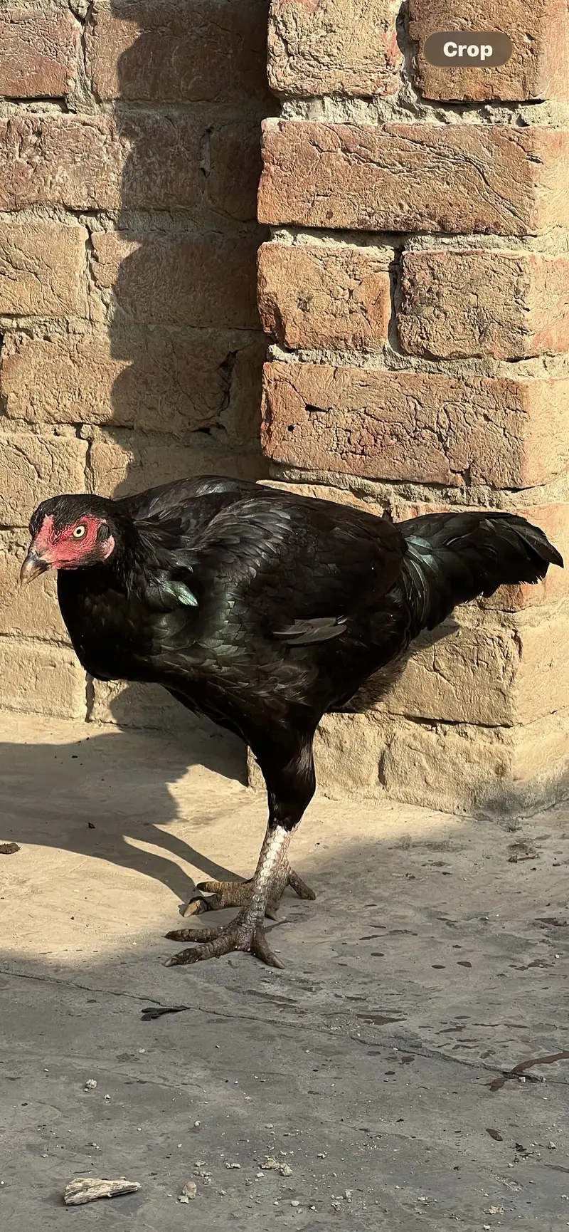 Hight quality ma pair ha sath9 eggs ha wsp nbr03055020413 — photo 3