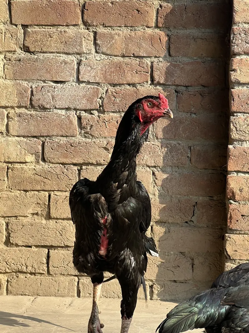 Hight quality ma pair ha sath9 eggs ha wsp nbr03055020413 — photo 4