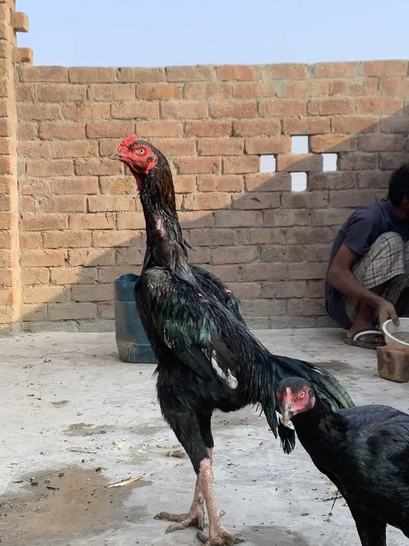 Hight quality ma pair ha sath9 eggs ha wsp nbr03055020413 — photo 5